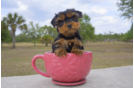 Meet Shep - our Yorkshire Terrier Puppy Photo 3/3 - Florida Fur Babies