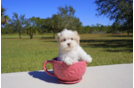 Meet Heath  - our Havanese Puppy Photo 2/3 - Florida Fur Babies