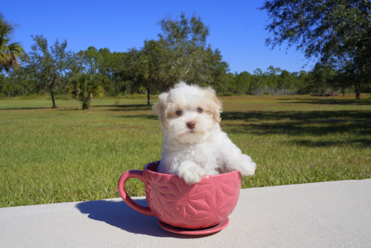 Meet Heath  - our Havanese Puppy Photo 2/3 - Florida Fur Babies