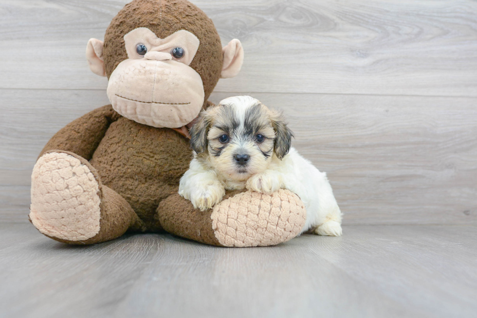 Meet Alvin - our Teddy Bear Puppy Photo 2/3 - Florida Fur Babies