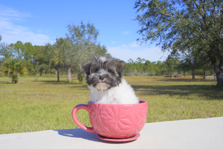Meet Joy - our Havanese Puppy Photo 2/3 - Florida Fur Babies