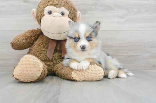 13 week old Pomsky Puppy For Sale - Florida Fur Babies