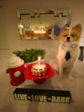 Pomeranian Being Cute Pomeranian Being Cute
