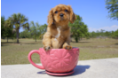 Meet Ruby - our Cavalier King Charles Spaniel Puppy Photo 3/5 - Florida Fur Babies