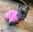 Puppy For Sale - Florida Fur Babies Puppy For Sale - Florida Fur Babies