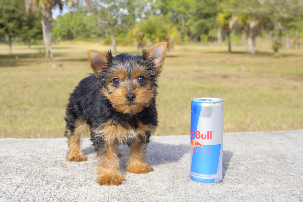 Meet Candy - our Yorkshire Terrier Puppy Photo 1/3 - Florida Fur Babies