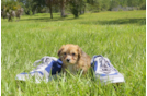 Meet Carlsen - our Morkie Puppy Photo 3/3 - Florida Fur Babies