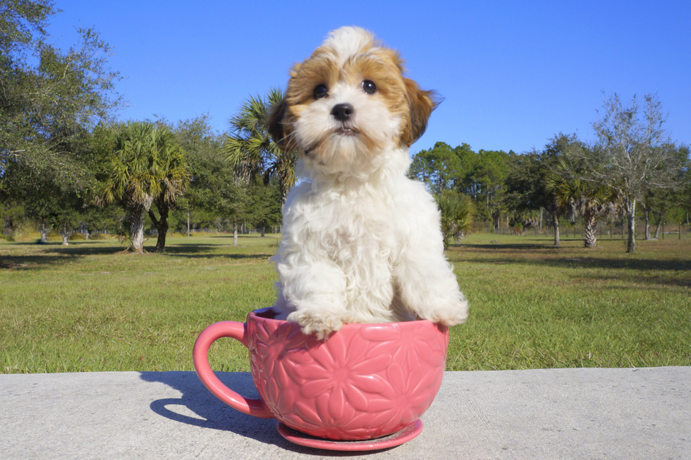 Meet Penelope - our Cavachon Puppy Photo 2/4 - Florida Fur Babies