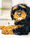 Puppy For Sale - Florida Fur Babies Puppy For Sale - Florida Fur Babies