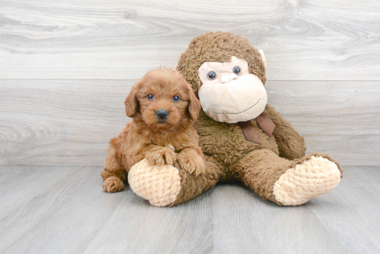 Meet Perry - our Mini Goldendoodle Puppy Photo 1/3 - Florida Fur Babies