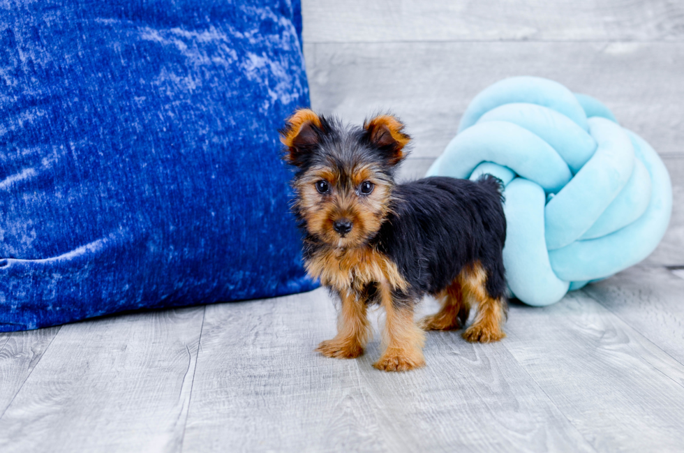 Meet Micheal - our Yorkshire Terrier Puppy Photo 