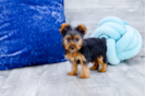 Meet Micheal - our Yorkshire Terrier Puppy Photo 2/4 - Florida Fur Babies