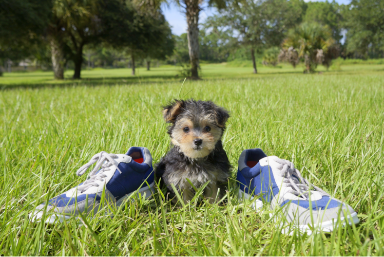 Meet  Emily - our Morkie Puppy Photo 3/3 - Florida Fur Babies