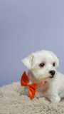 Cute Maltese Pup