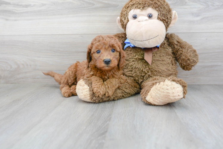 Meet Charlotte - our Mini Goldendoodle Puppy Photo 2/3 - Florida Fur Babies