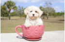 Meet Franklin - our Havanese Puppy Photo 2/4 - Florida Fur Babies