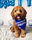 Puppy For Sale - Florida Fur Babies Puppy For Sale - Florida Fur Babies