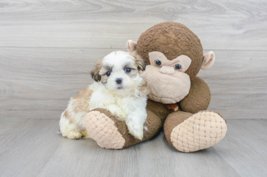20 week old Teddy Bear Puppy For Sale - Florida Fur Babies