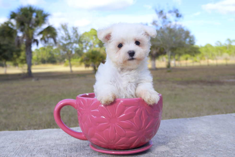 Meet Francisco - our Maltese Puppy Photo 5/5 - Florida Fur Babies