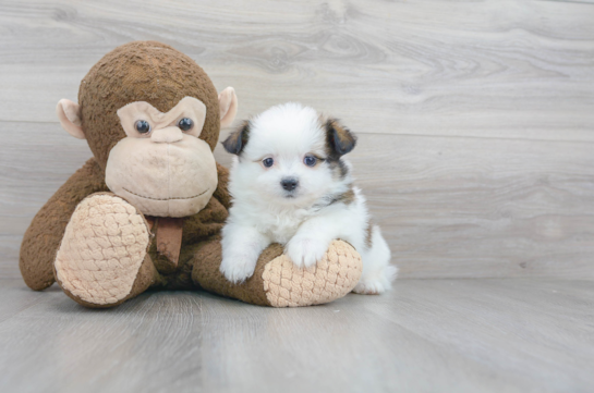 20 week old Shih Pom Puppy For Sale - Florida Fur Babies
