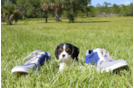 Meet William - our Cavalier King Charles Spaniel Puppy Photo 3/4 - Florida Fur Babies
