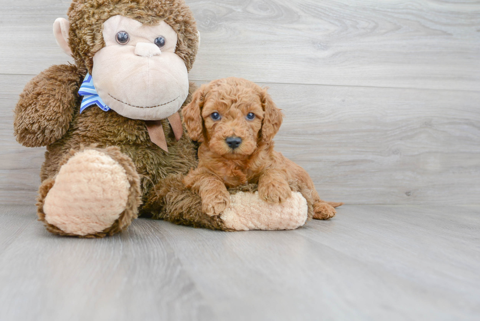 Meet Ruger - our Mini Goldendoodle Puppy Photo 2/3 - Florida Fur Babies
