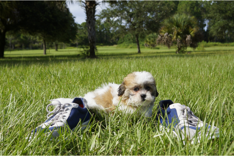 Meet Sofia - our Teddy Bear Puppy Photo 3/4 - Florida Fur Babies