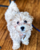 Cute Maltipoo Pup Cute Maltipoo Pup