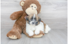 Meet Kevin - our Shih Pom Puppy Photo 1/3 - Florida Fur Babies