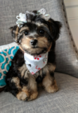 Cute Morkie Pup