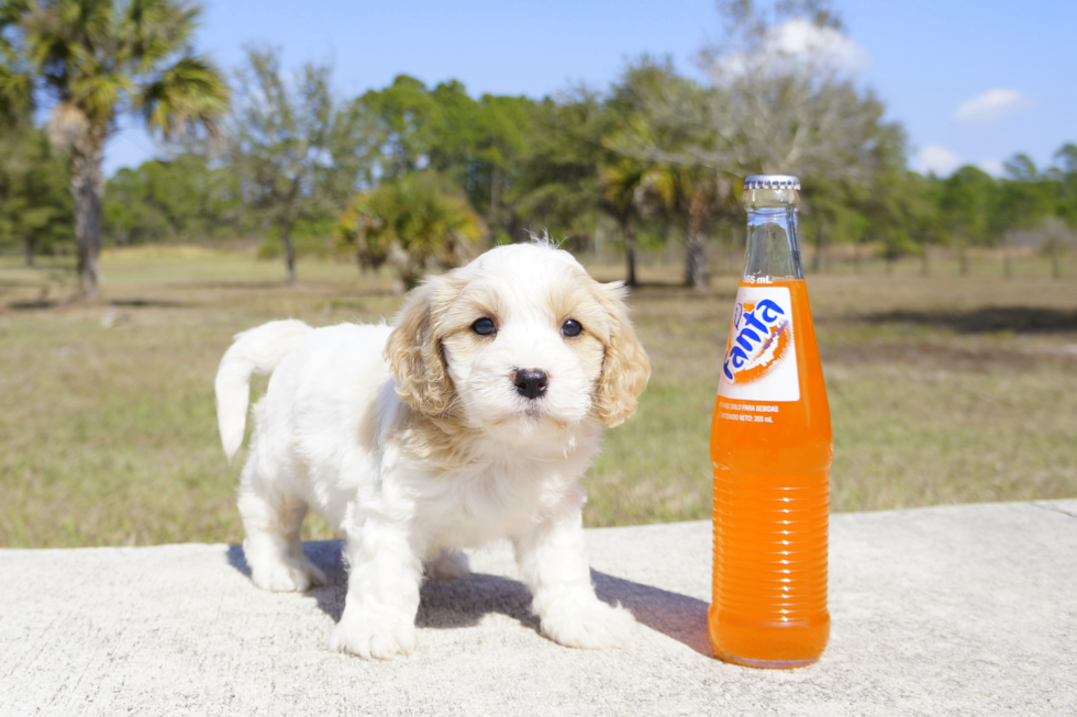 Meet Abel - our Cavachon Puppy Photo 2/4 - Florida Fur Babies
