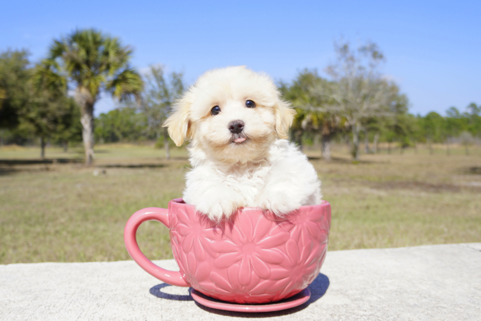 Meet Honey Dew - our Maltipoo Puppy Photo 3/5 - Florida Fur Babies