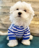 Cute Maltese Purebred Pup Cute Maltese Purebred Pup