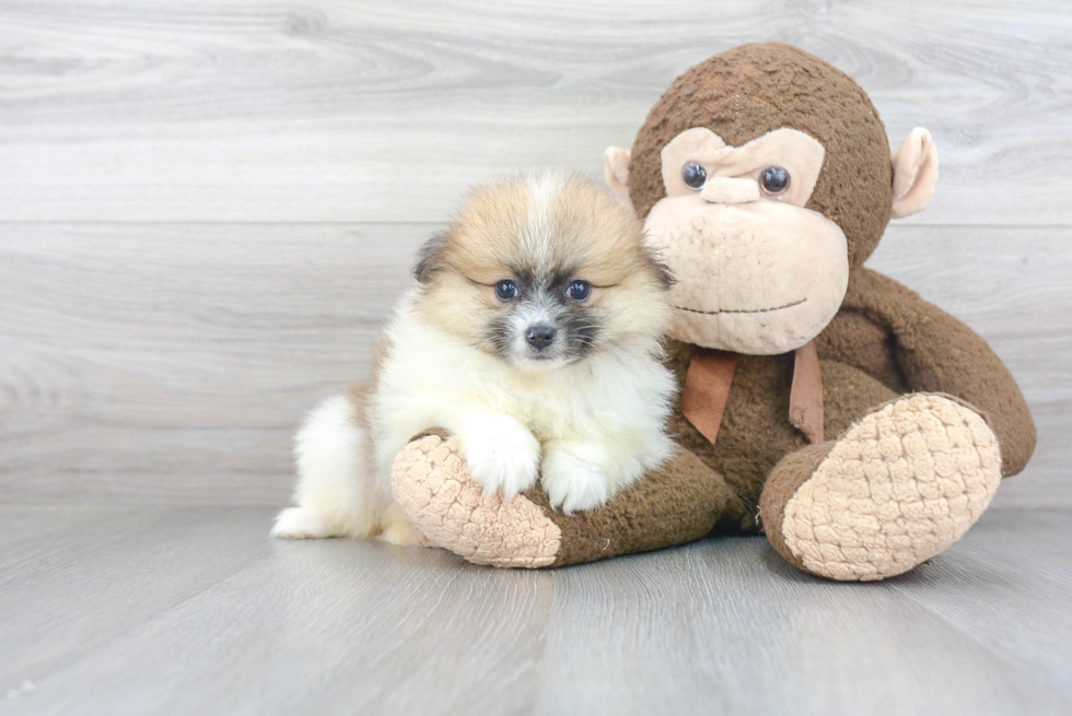 Meet China - our Pomeranian Puppy Photo 2/3 - Florida Fur Babies