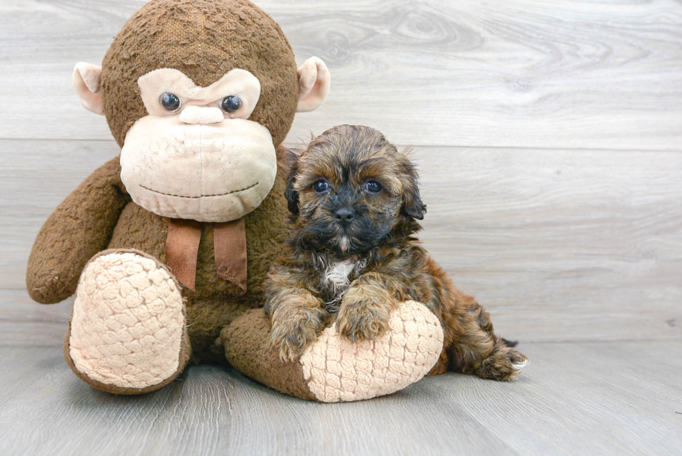 Meet Xena - our Shih Poo Puppy Photo 2/3 - Florida Fur Babies