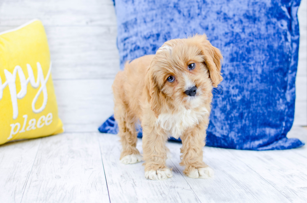 Meet  Torben - our Cavapoo Puppy Photo 4/6 - Florida Fur Babies