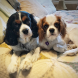 Cavalier King Charles Spaniel Being Cute