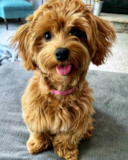 Cute Maltipoo Poodle Mix Pup Cute Maltipoo Poodle Mix Pup