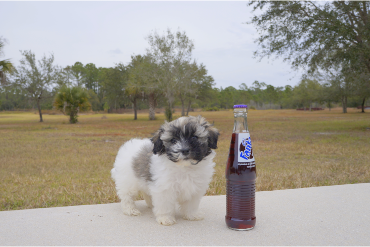Meet Mika - our Havanese Puppy Photo 3/4 - Florida Fur Babies