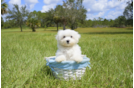 Meet  Luna - our Maltese Puppy Photo 5/7 - Florida Fur Babies