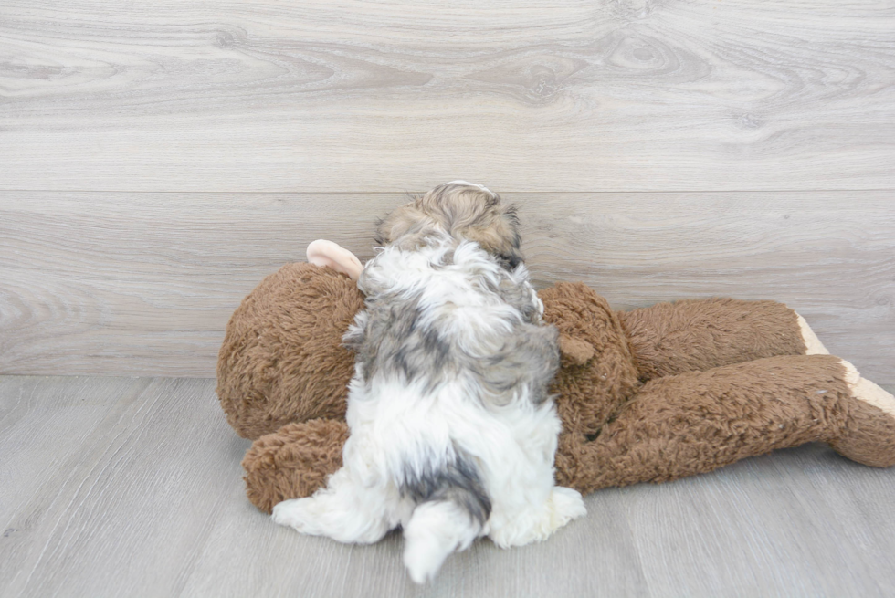 Meet Bruno - our Teddy Bear Puppy Photo 3/3 - Florida Fur Babies