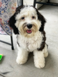 Cute Mini Sheepadoodle Pup Cute Mini Sheepadoodle Pup