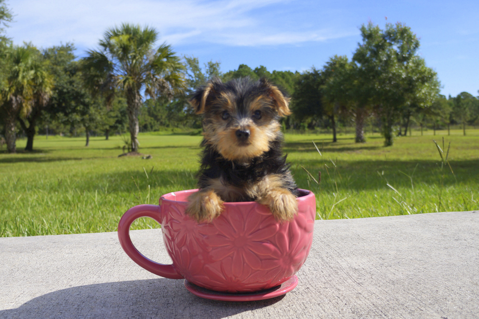 Meet Ben - our Yorkshire Terrier Puppy Photo 4/4 - Florida Fur Babies