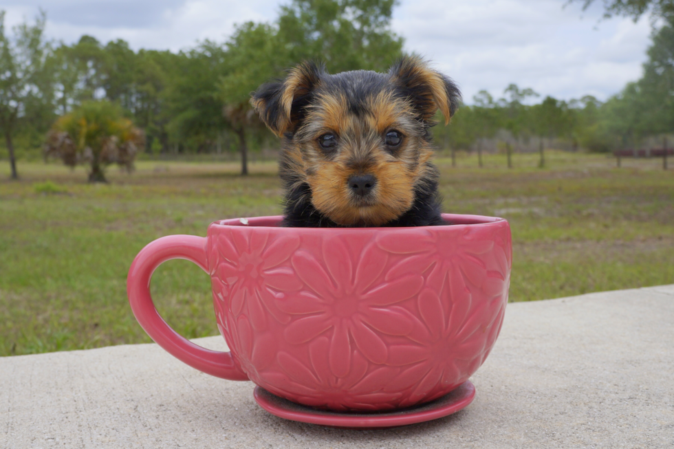 Meet Mocha - our Yorkshire Terrier Puppy Photo 2/4 - Florida Fur Babies
