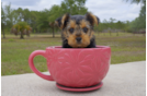 Meet Mocha - our Yorkshire Terrier Puppy Photo 2/4 - Florida Fur Babies