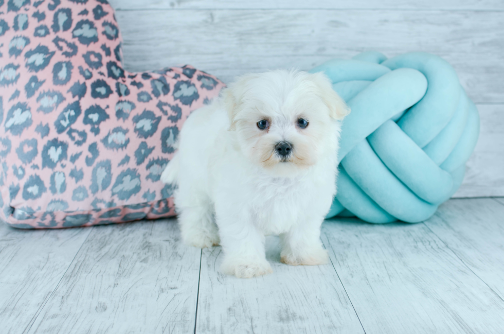 Meet  Carol - our Maltese Puppy Photo 4/4 - Florida Fur Babies