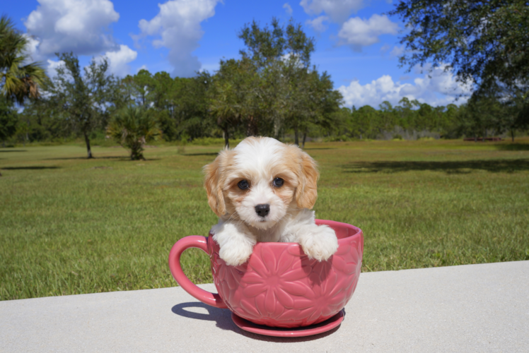 Meet  Dakota - our Cavachon Puppy Photo 1/3 - Florida Fur Babies
