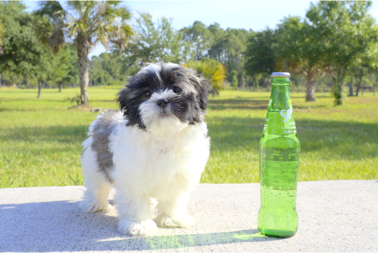 Meet Isabell - our Havanese Puppy Photo 1/3 - Florida Fur Babies