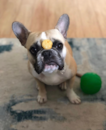 Puppy For Sale - Florida Fur Babies Puppy For Sale - Florida Fur Babies