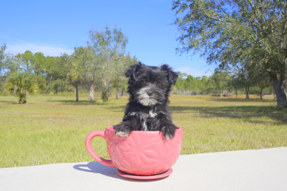 Meet Candy - our Morkie Puppy Photo 1/2 - Florida Fur Babies